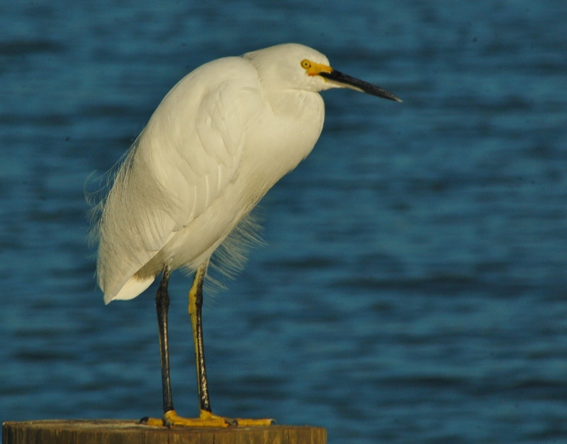 snowy egret